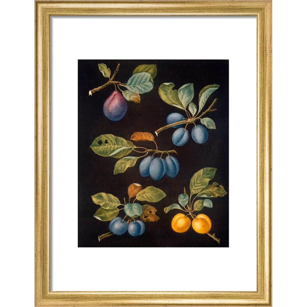 Plums print in gold frame