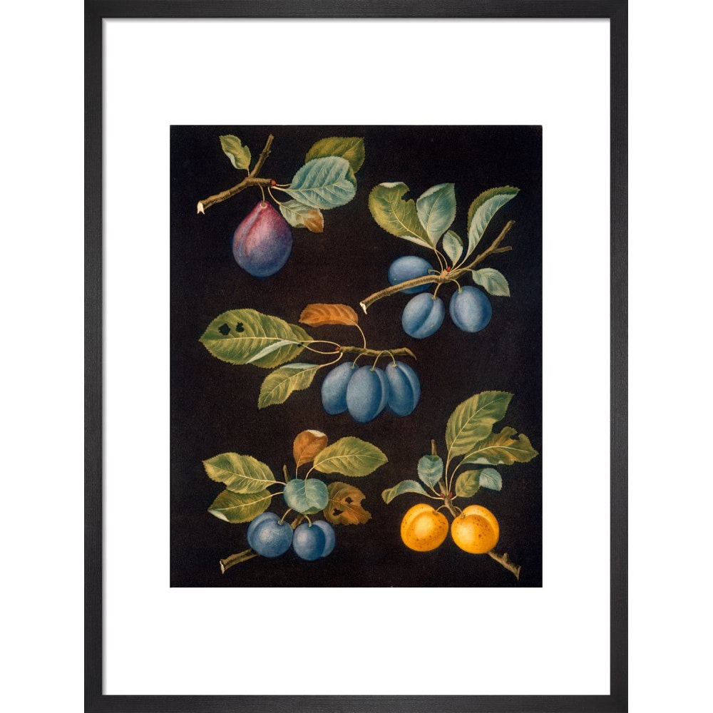 Plums print in black frame