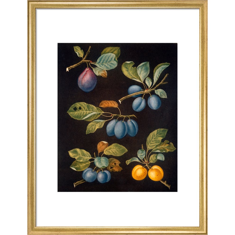 Plums print in gold frame