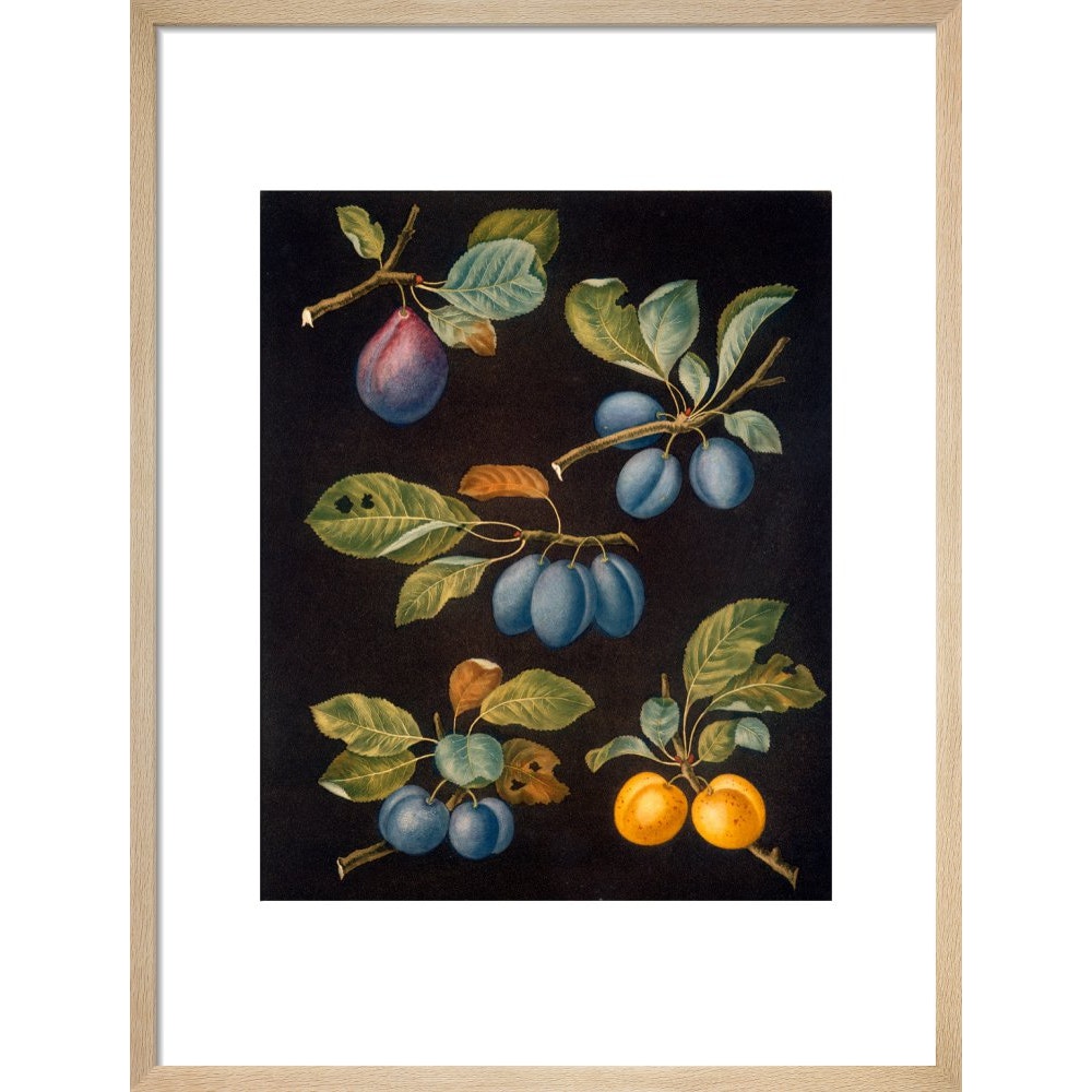 Plums print in natural frame