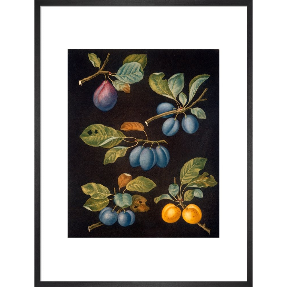Plums print in black frame