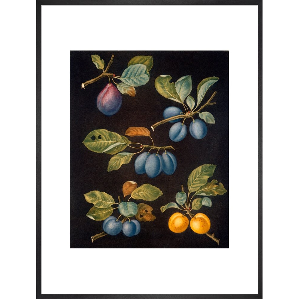 Plums print in black frame