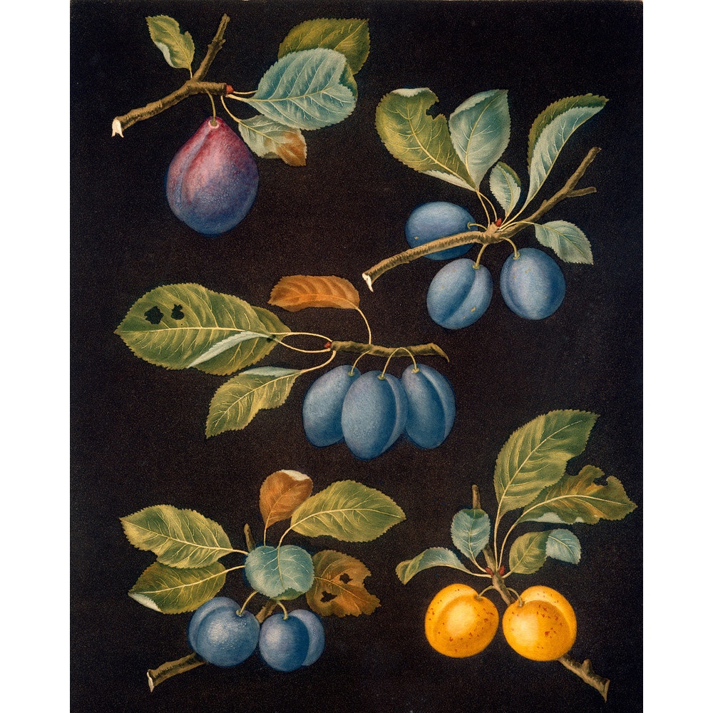 Plums print