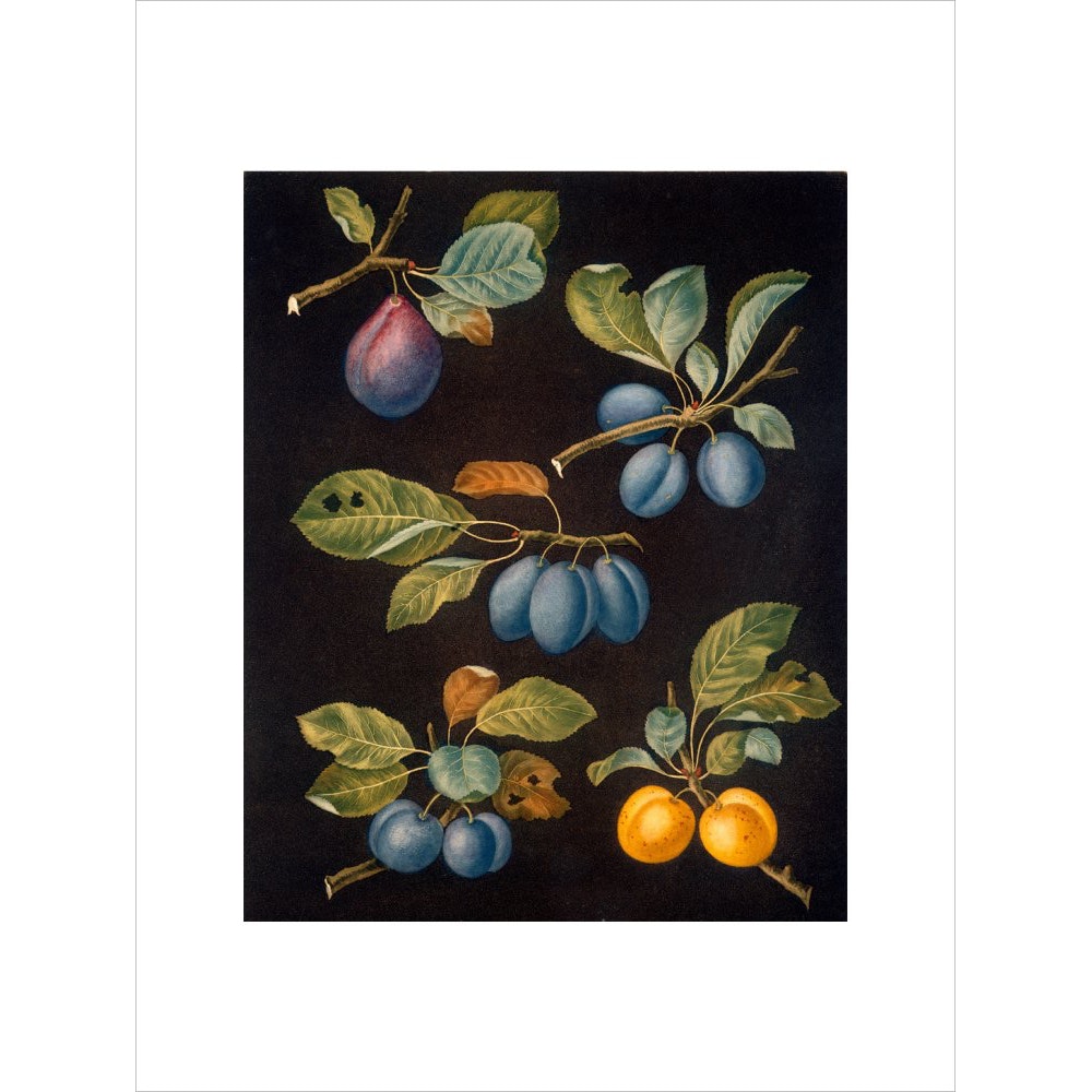 Plums print unframed