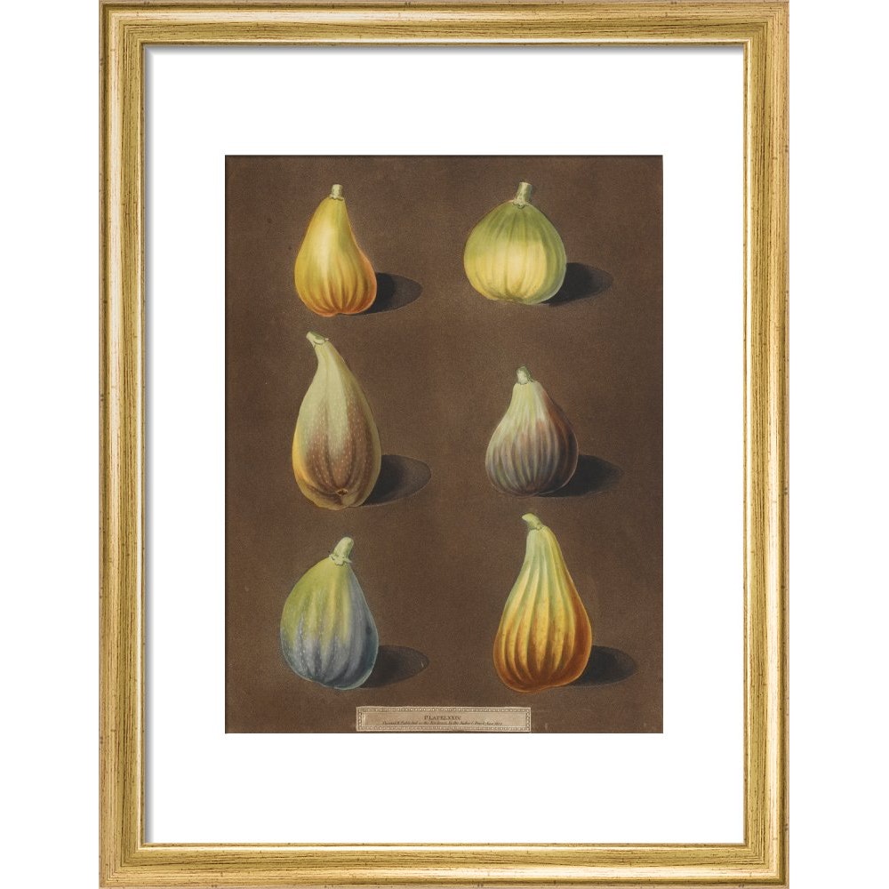 Figs print in gold frame