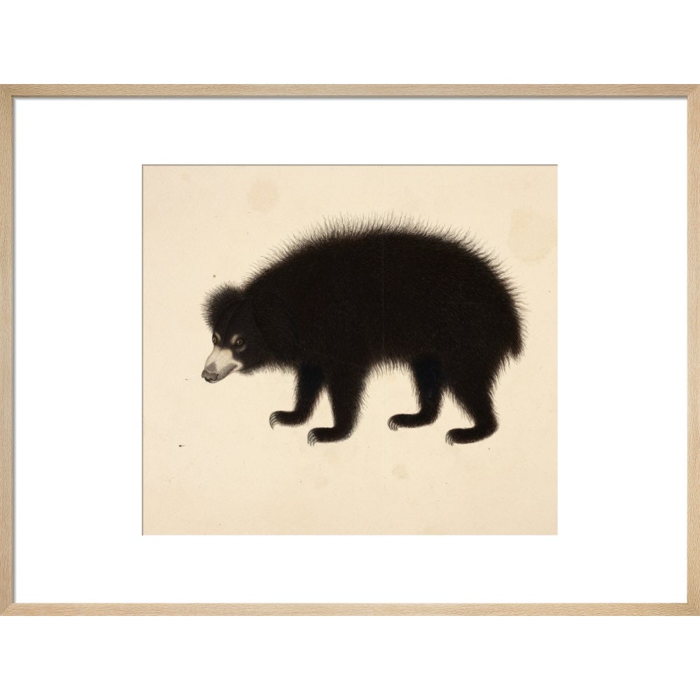 Sloth Bear print in natural frame