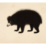 Sloth Bear print