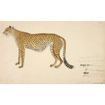 Asian Cheetah print