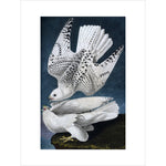 Iceland or Jer Falcon print unframed