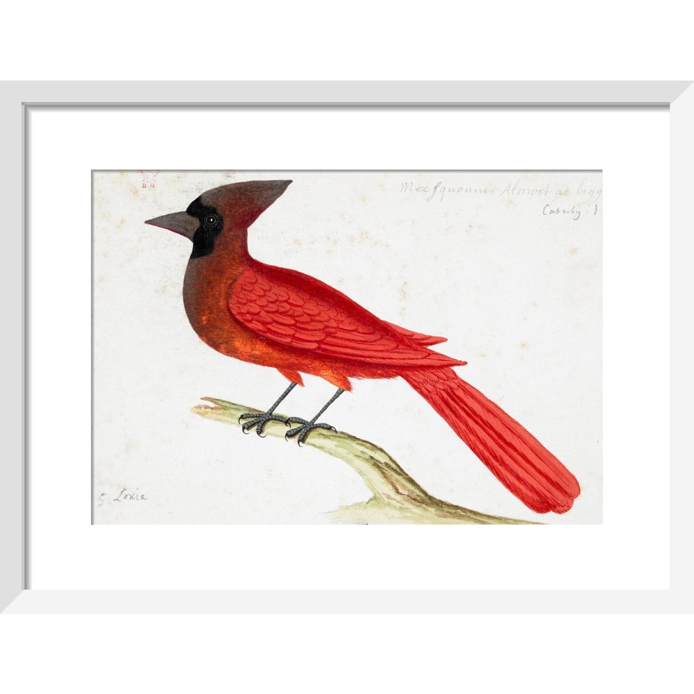 Red Cardinal print in white frame
