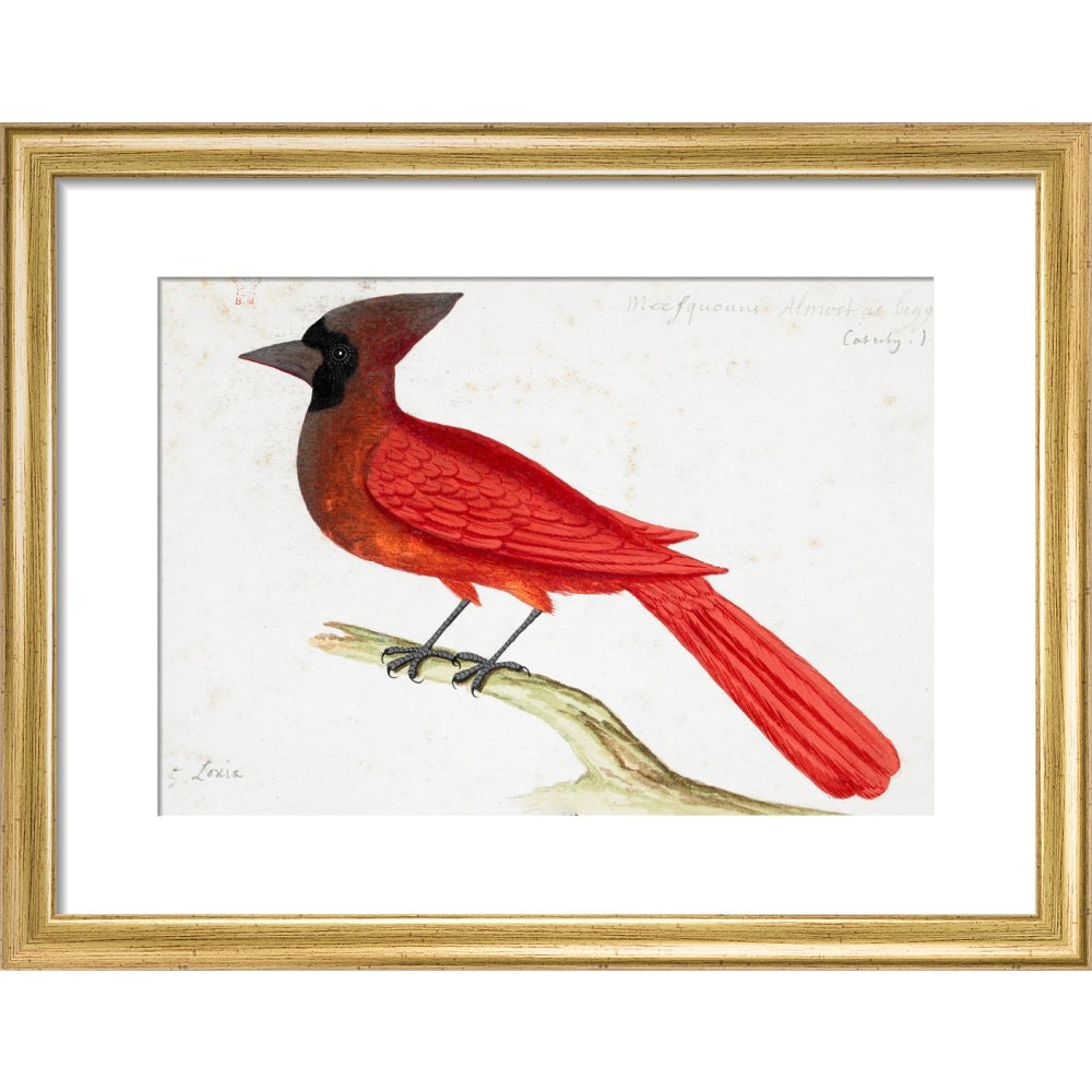 Red Cardinal print in gold frame