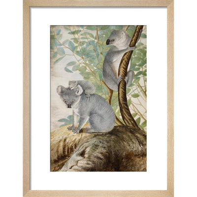Koala bears print in natural frame
