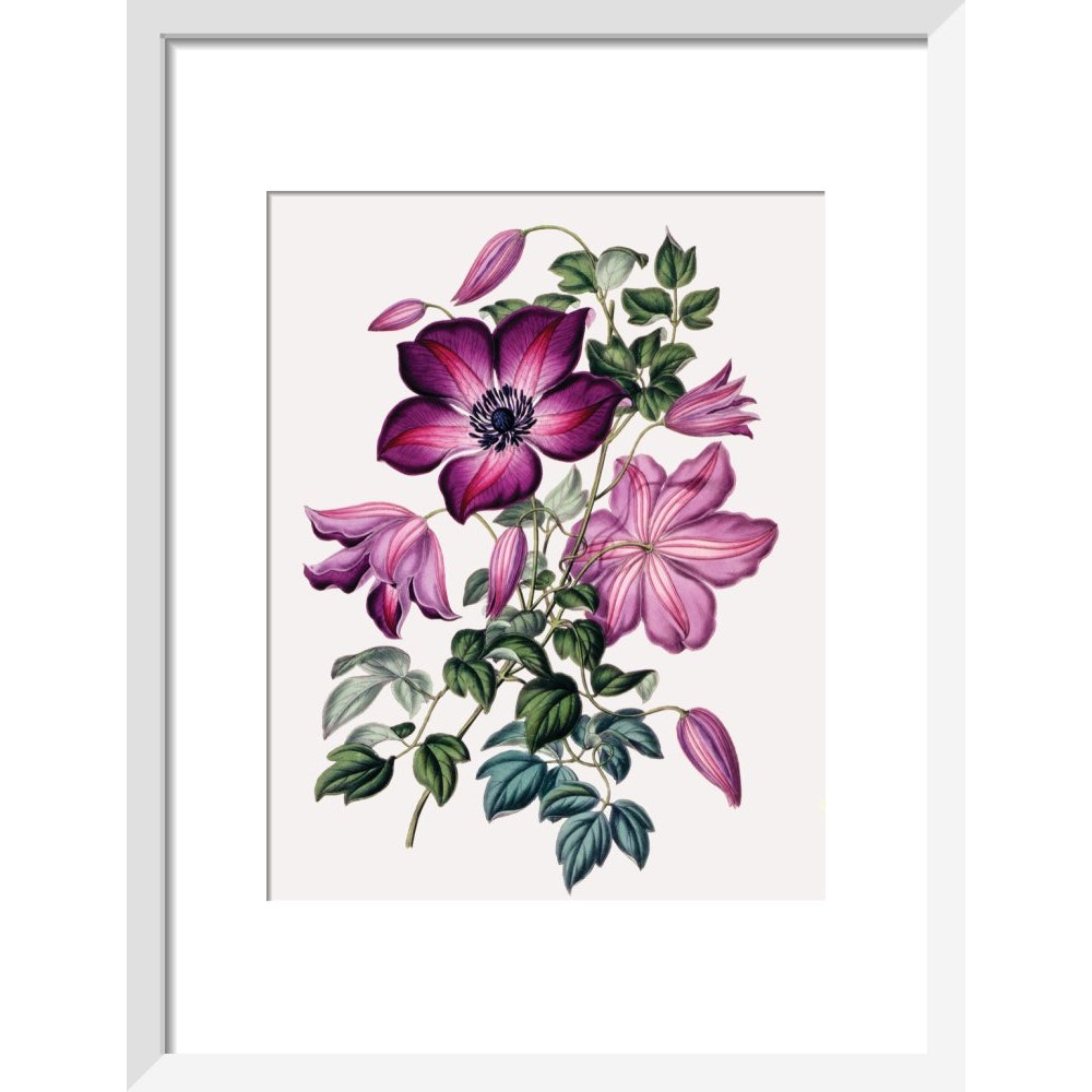 Clematis print in white frame
