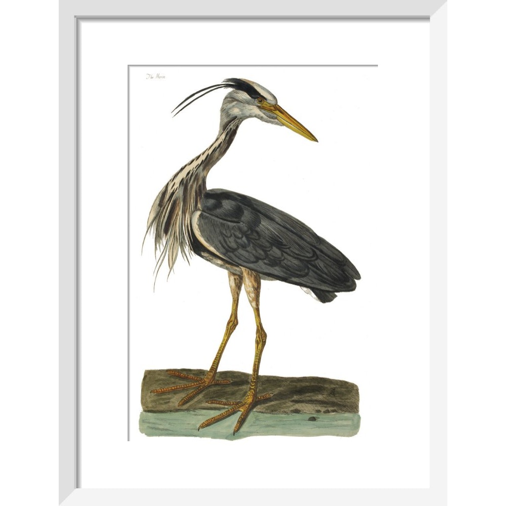 Heron print in white frame