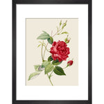 Rose print in black frame
