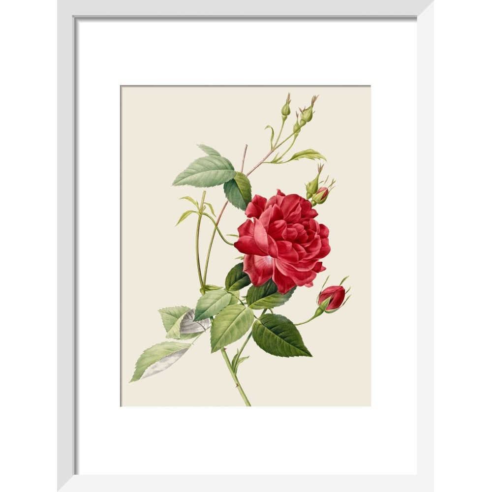 Rose print in white frame