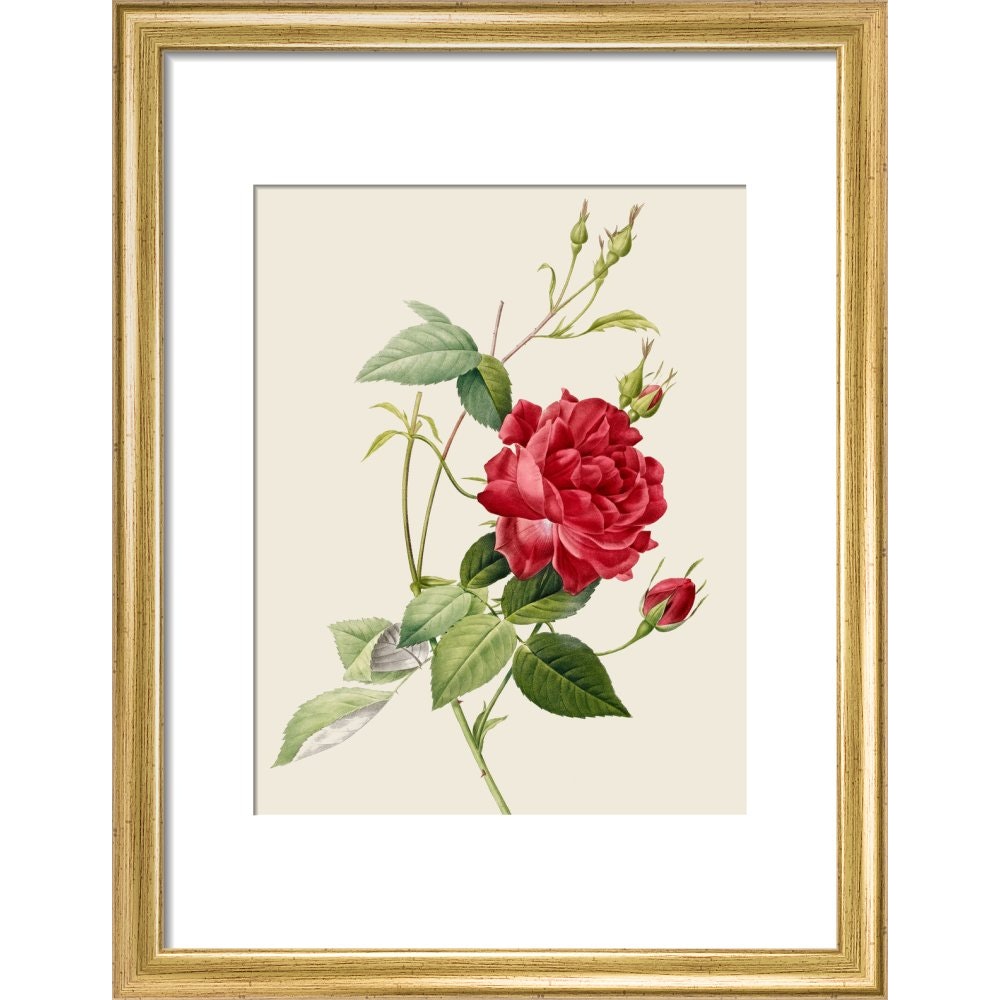 Rose print in gold frame