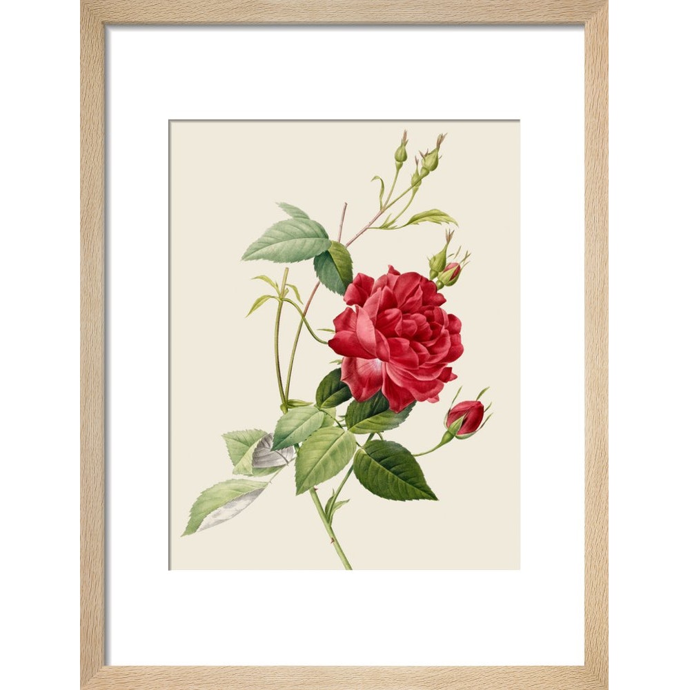 Rose print in natural frame