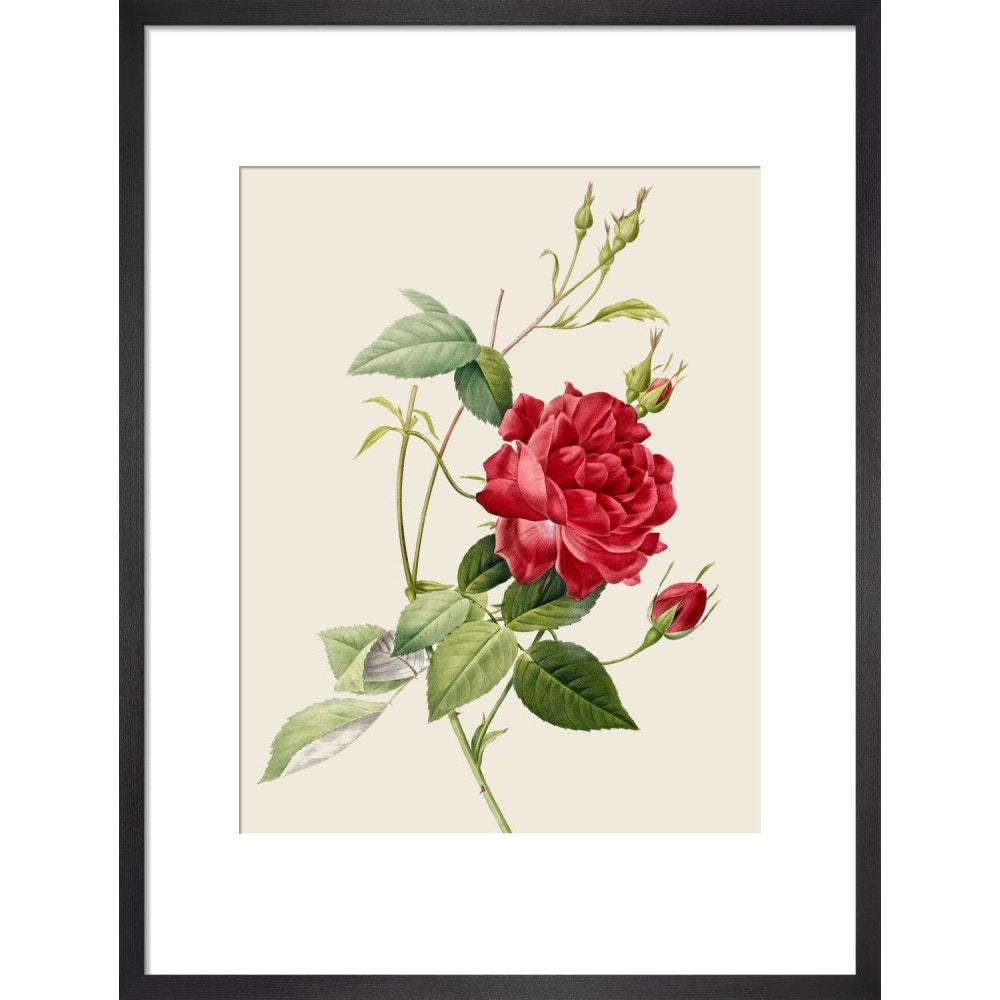 Rose print in black frame