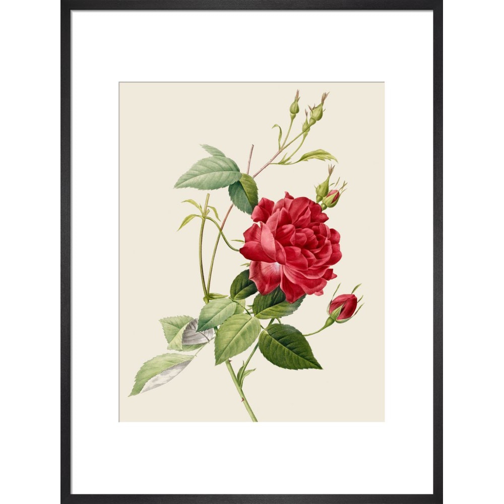 Rose print in black frame