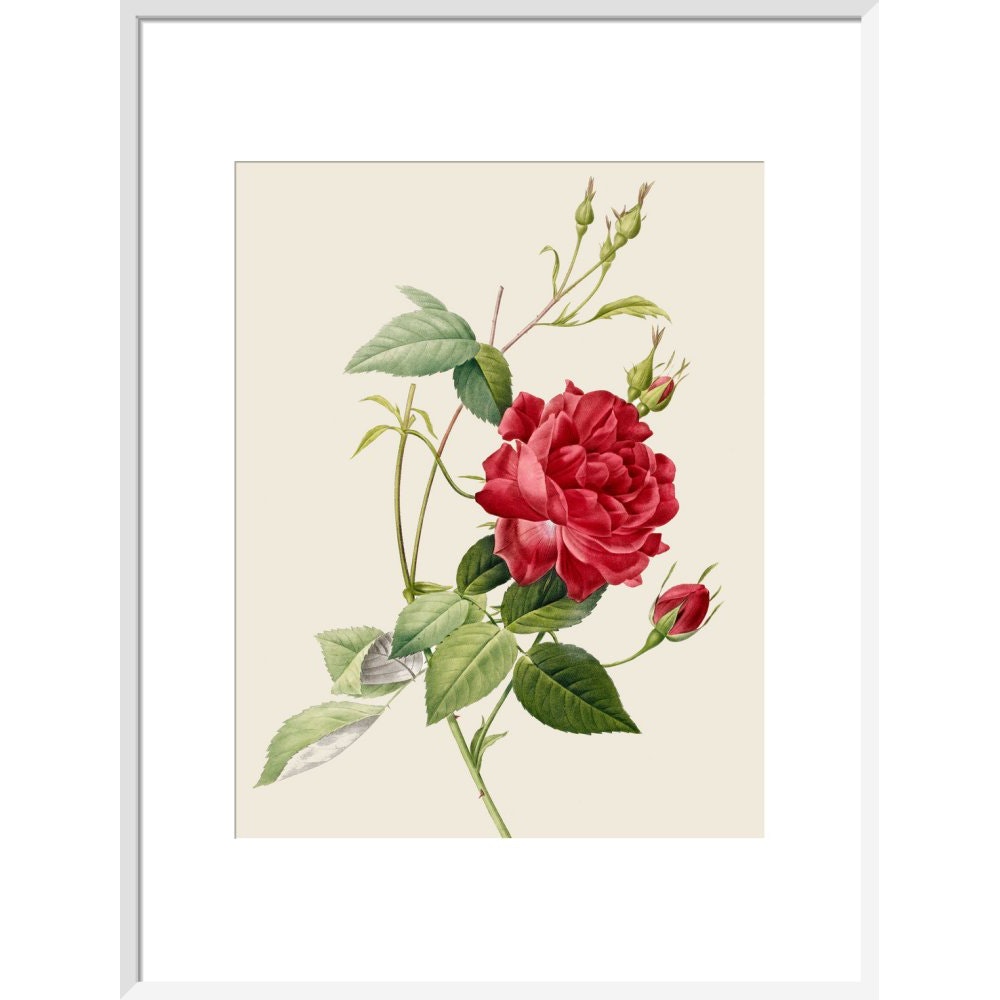 Rose print in white frame