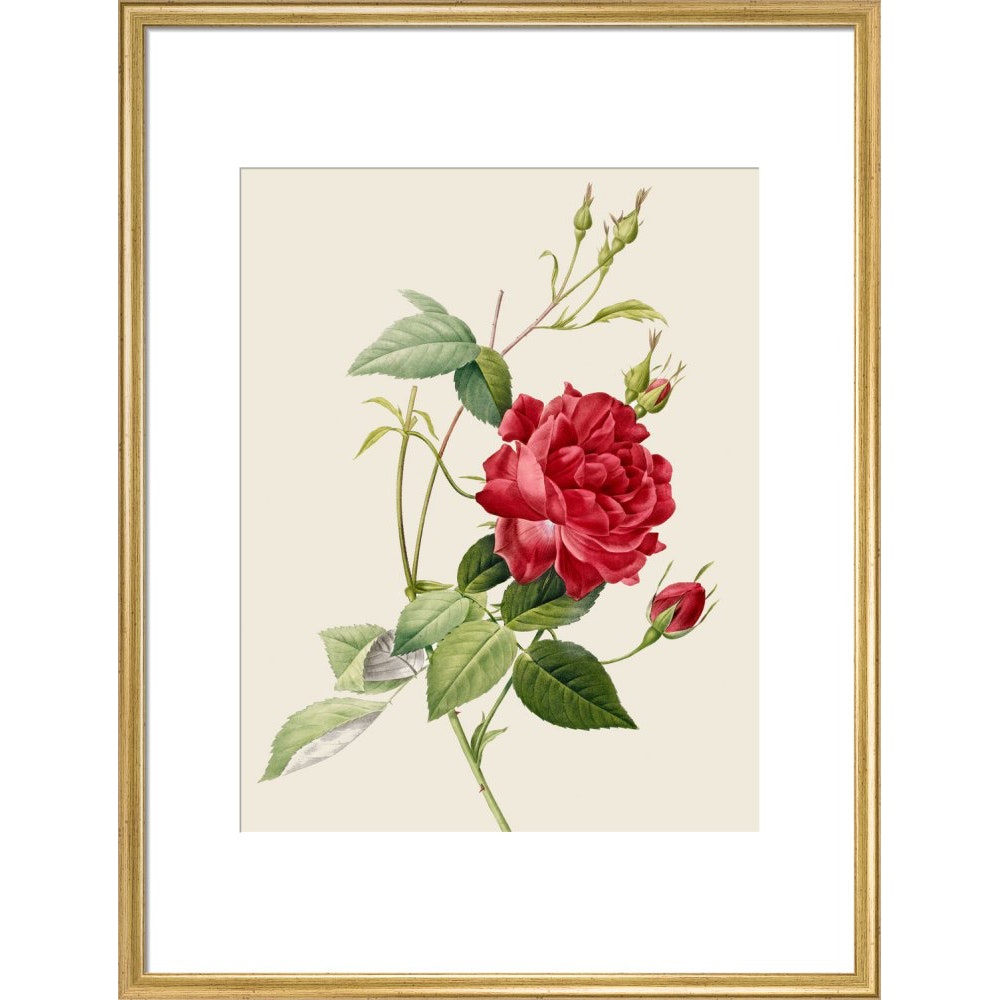Rose print in gold frame