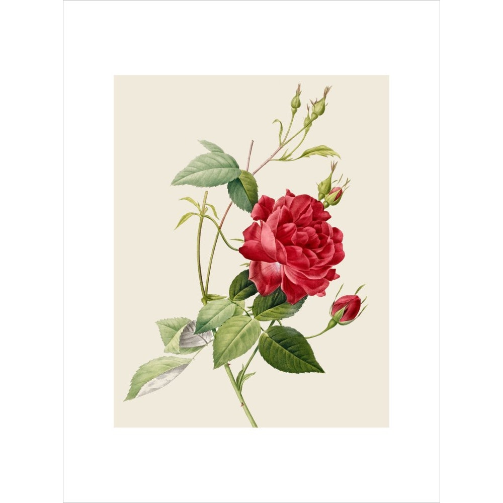 Rose print unframed