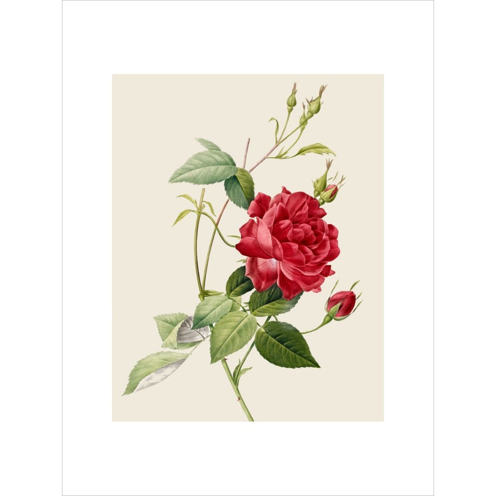 Rose print unframed