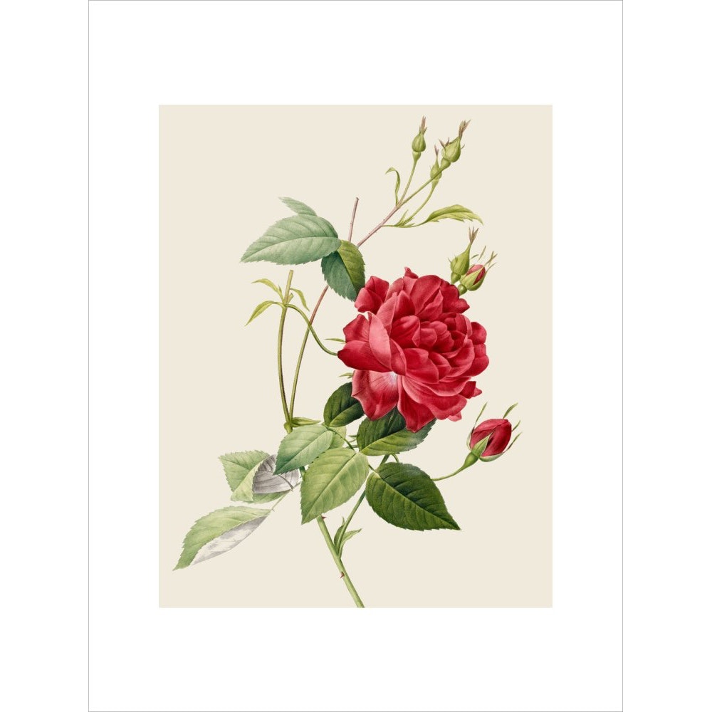 Rose print unframed