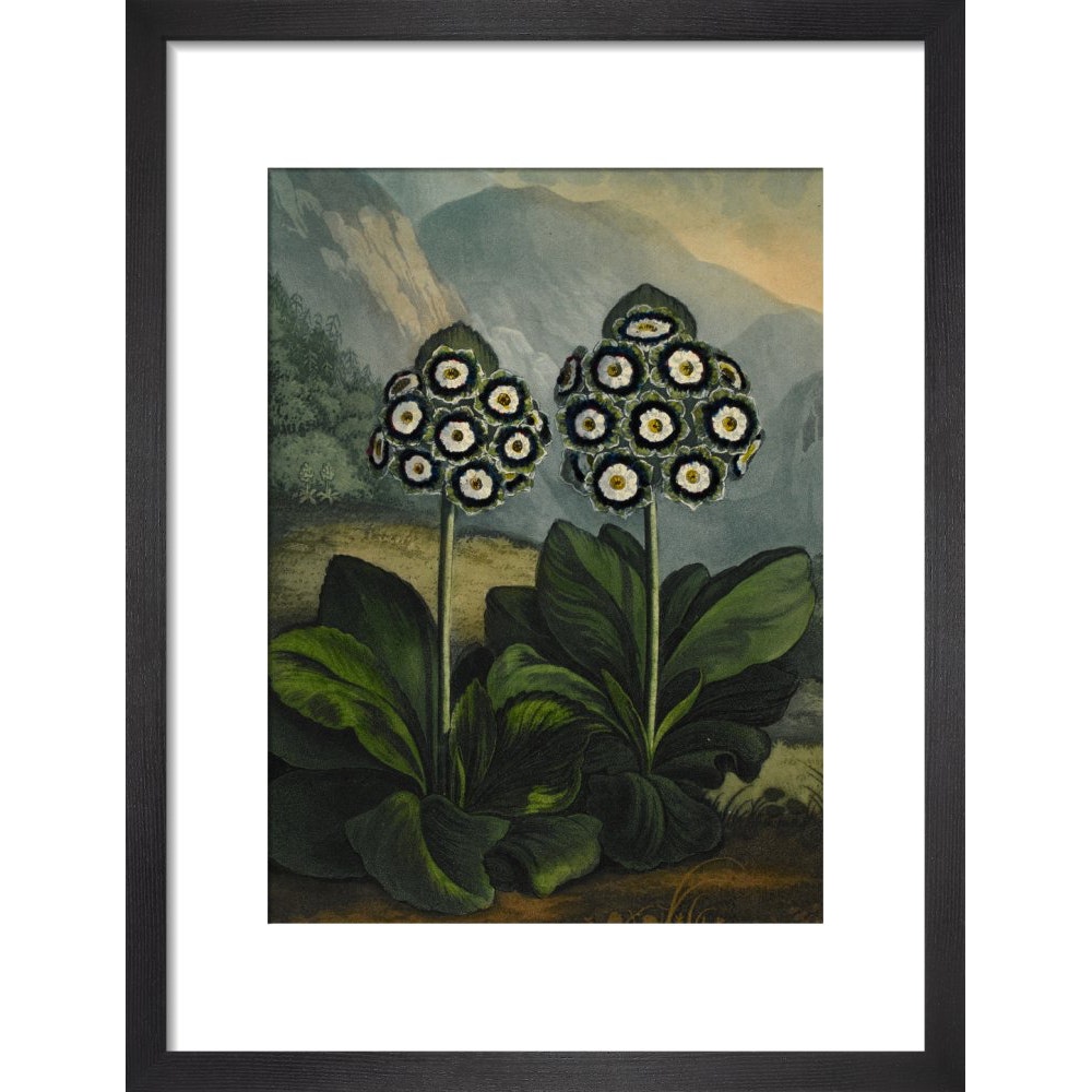 Auricula print in black frame