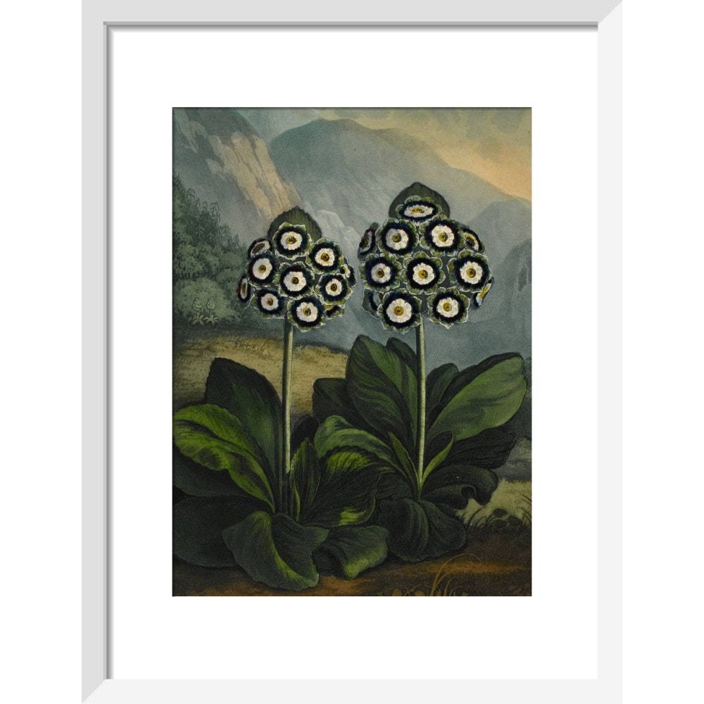 Auricula print in white frame