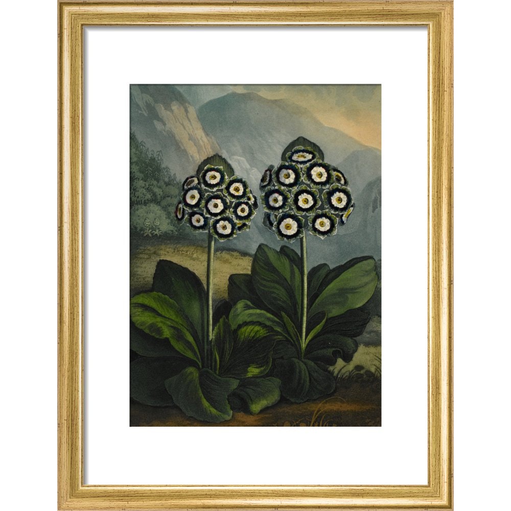 Auricula print in gold frame