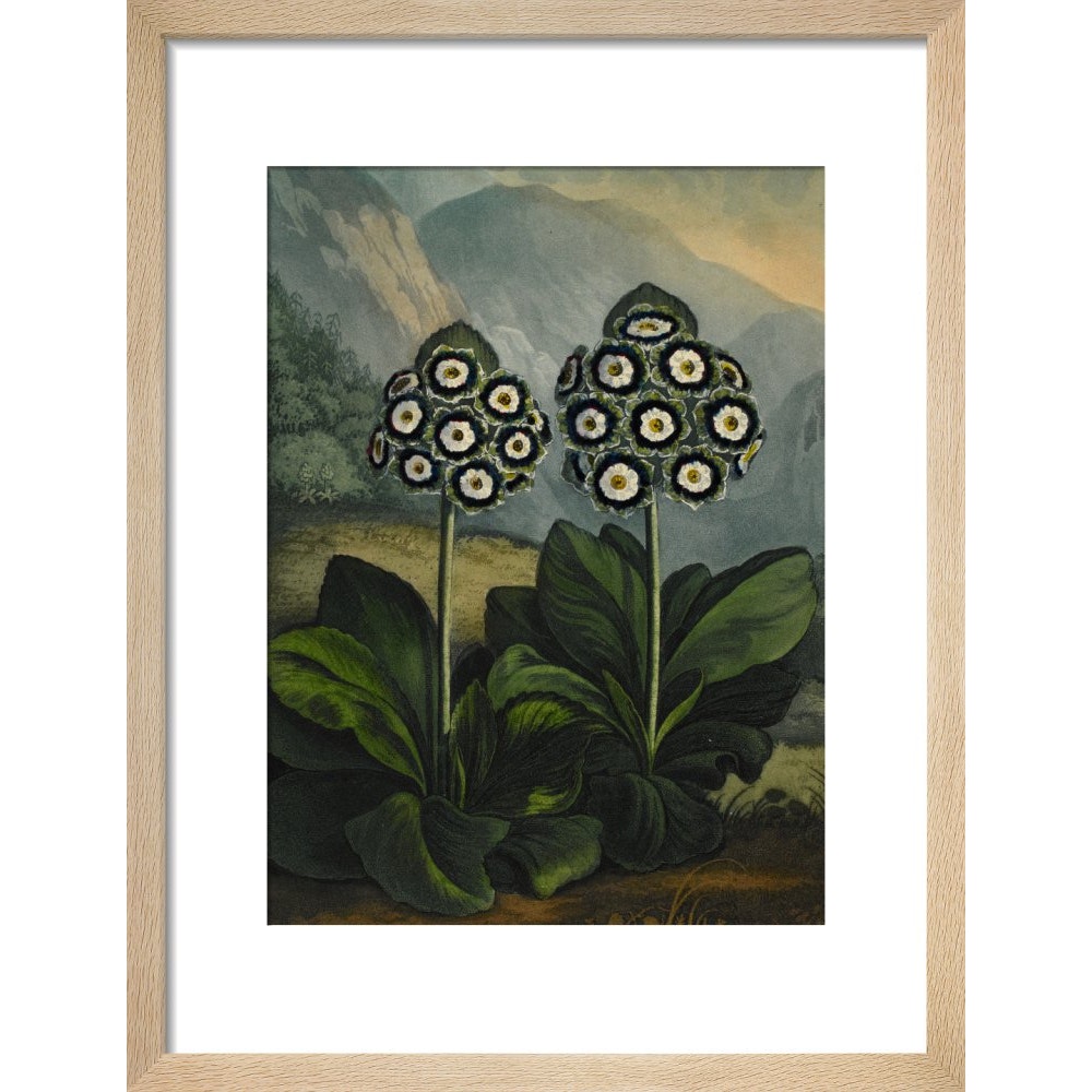 Auricula print in natural frame