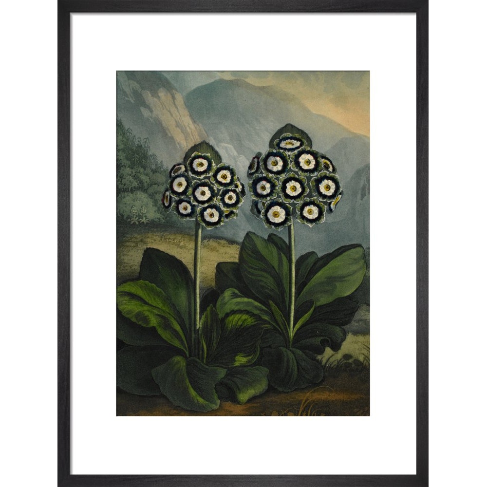 Auricula print in black frame
