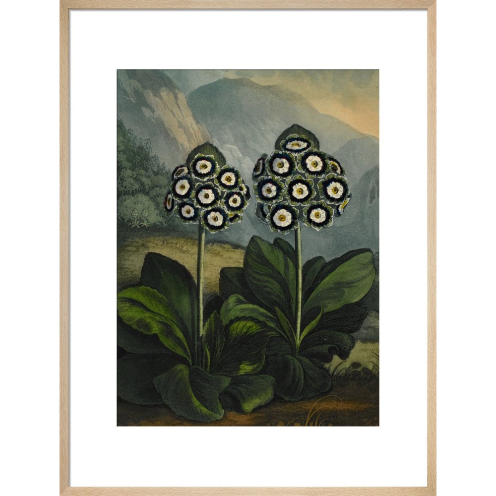 Auricula print in natural frame