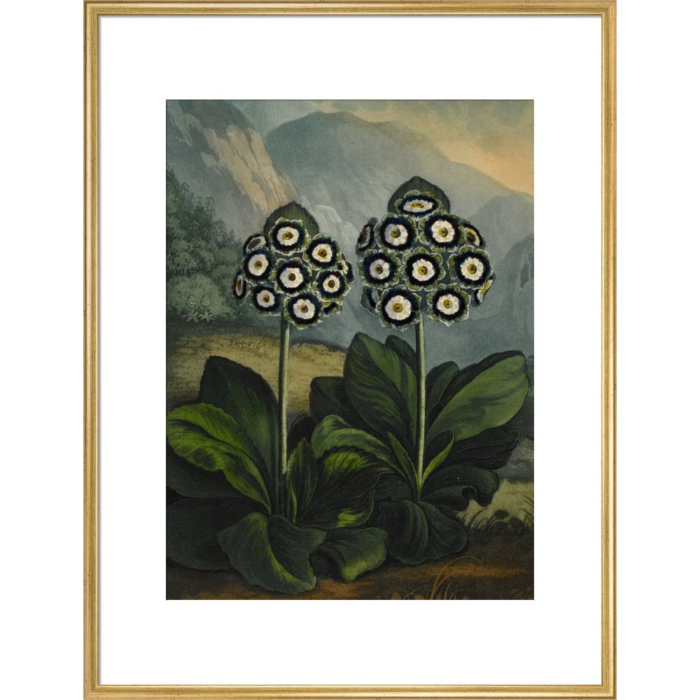 Auricula print in gold frame