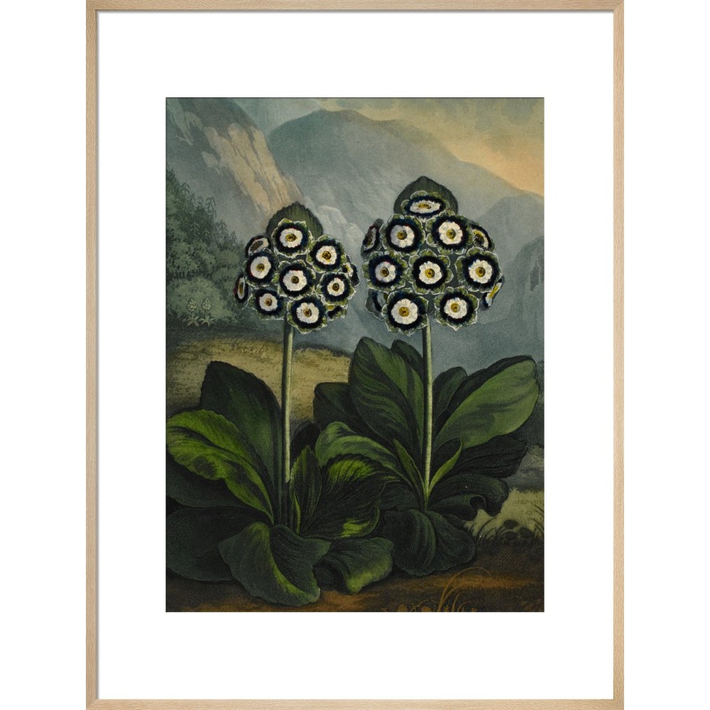 Auricula print in natural frame