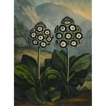 Auricula print