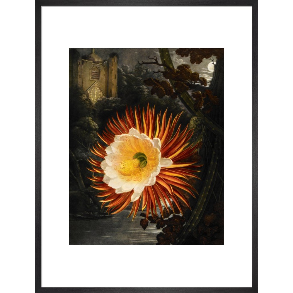 Selenicereus (Night-flowering cactus) print in black frame