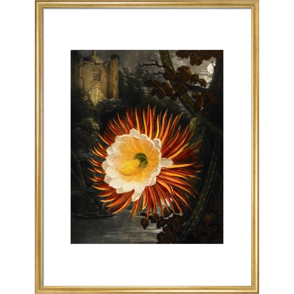 Selenicereus (Night-flowering cactus) print in gold frame