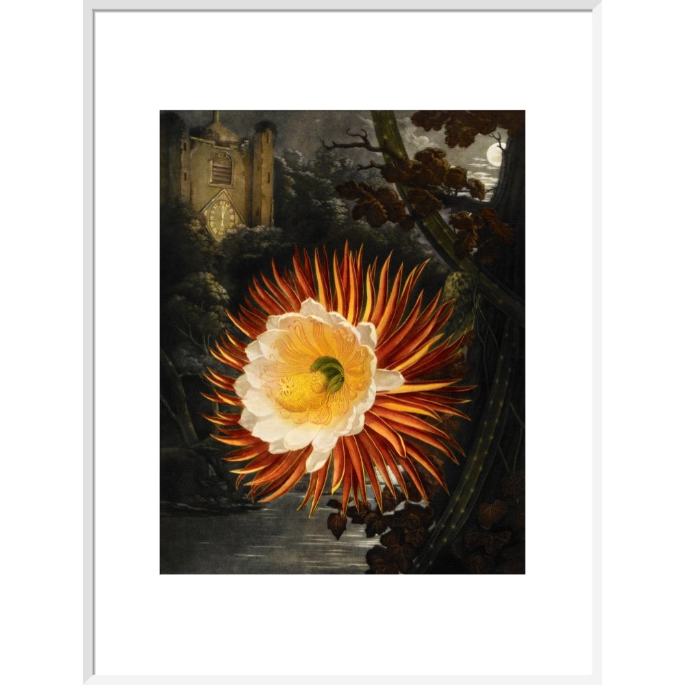 Selenicereus (Night-flowering cactus) print in white frame