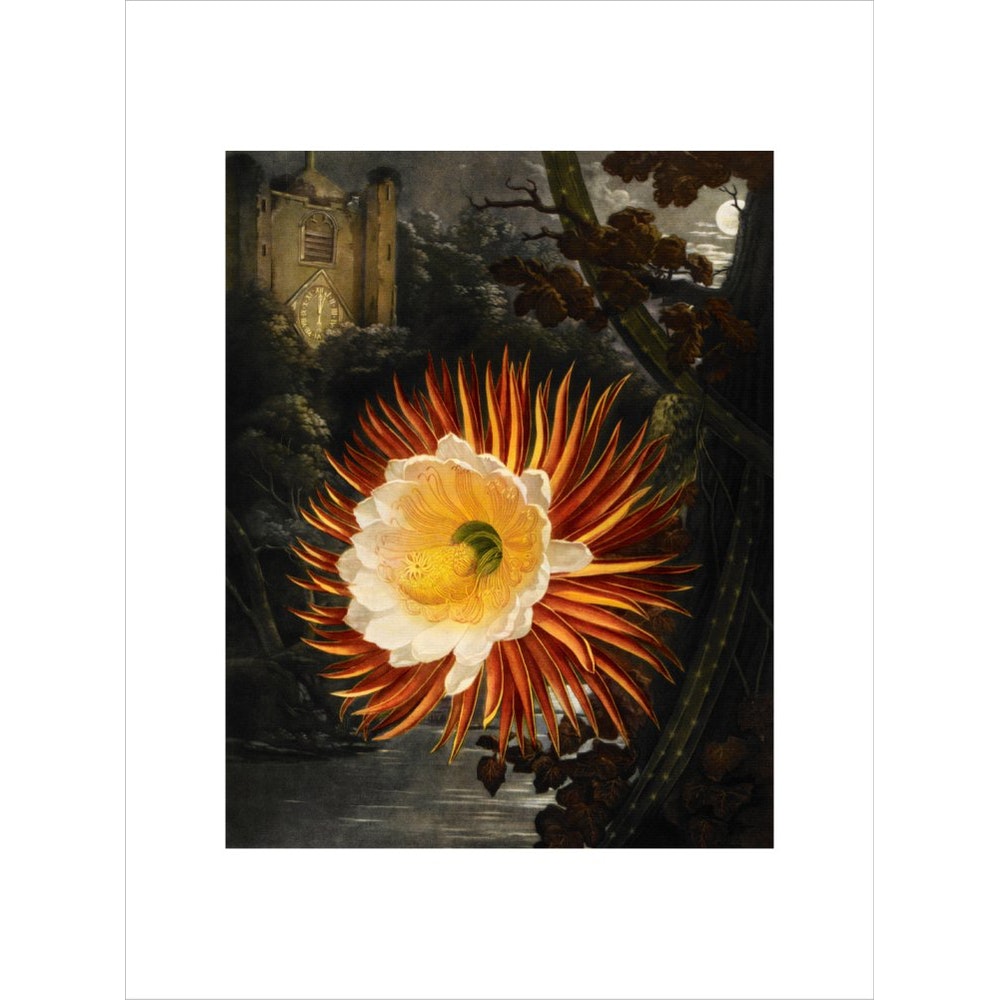Selenicereus (Night-flowering cactus) print unframed