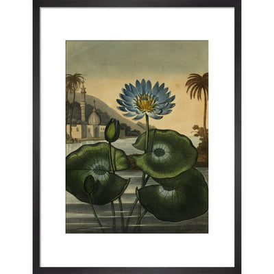 Blue lotus print in black frame