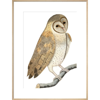 Owl print in natural frame