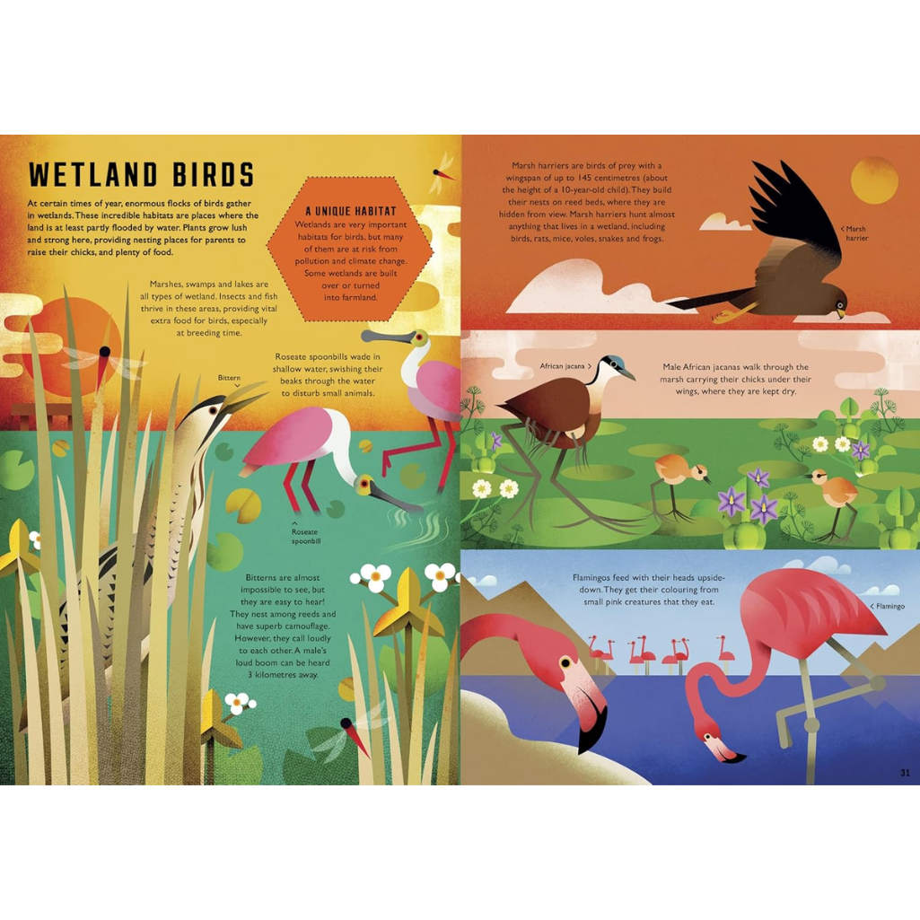 Illustrated page about wetland birds with various birds and landscapes.
