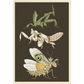 Illustration of three praying mantises on a dark background