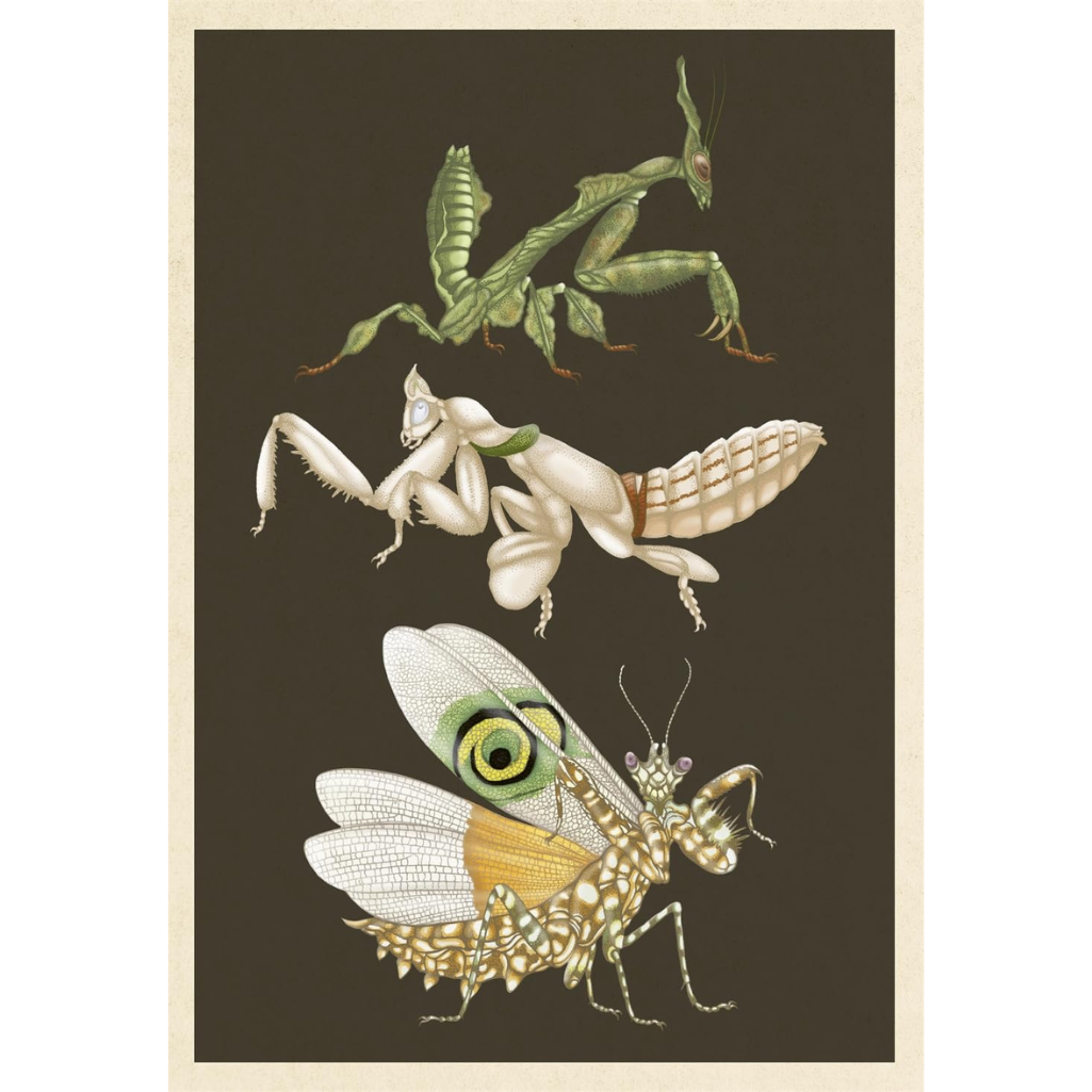 Illustration of three praying mantises on a dark background
