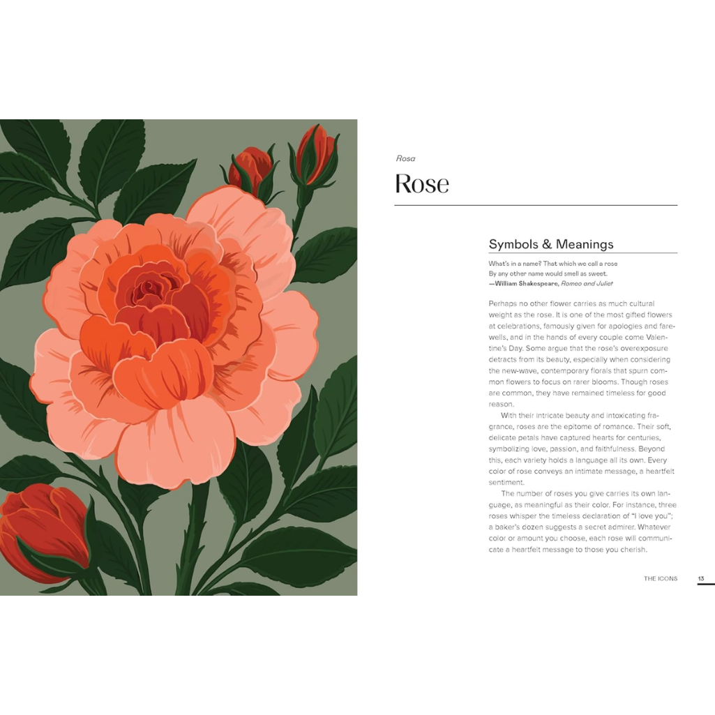 Illustration of a rose with text on symbols and meanings on a white background