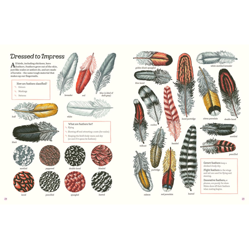 Illustration of various feathers with labels on a white background