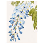 Wisteria Card